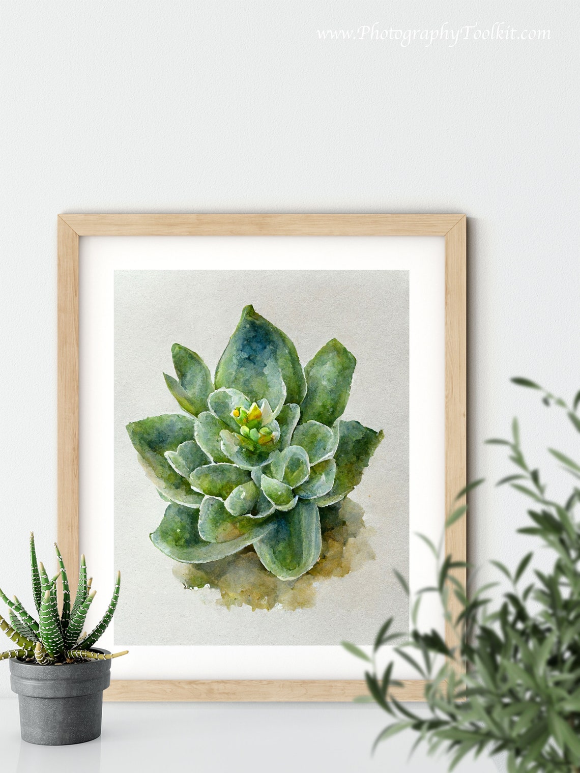 Succulent Watercolor Green Rosette Plant Botanical Style Poster - Image 6