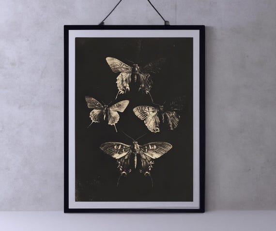 Dark Butterfly Print Vintage Butterfly Art Black Butterfly Print Black Background Dark Wall Art Insect Poster Art Prints