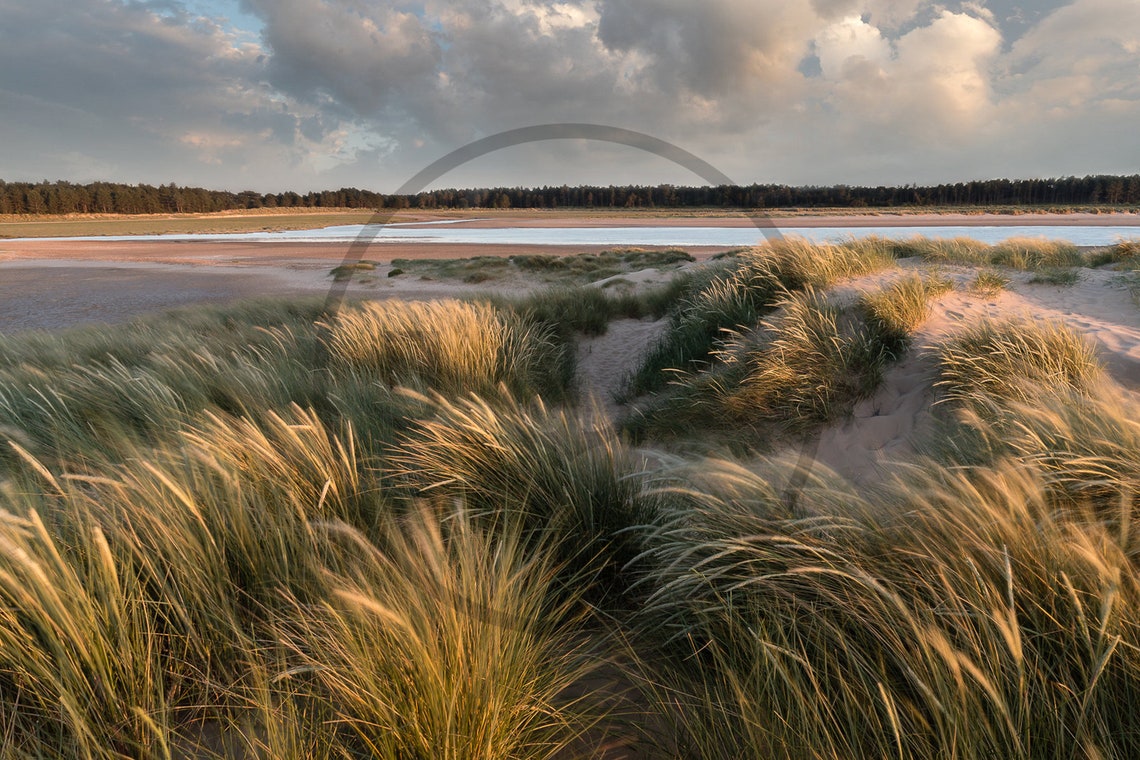 Holkham Beach Norfolk Golden Windswept Dunes Marram Grass Poster - Image 3