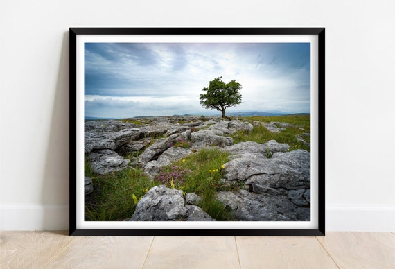 Lone Tree On The Yorkshire Dales Limited Edition Print Landscape Photography Fine Art Wall Art Exclusive Print Posters Photos