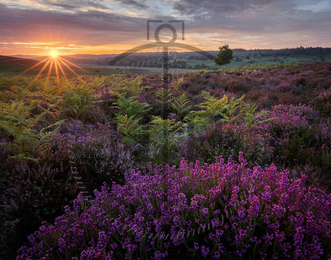 Purple Heather In Bloom On New Forest Moorland At Sunrise Poster - Image 3