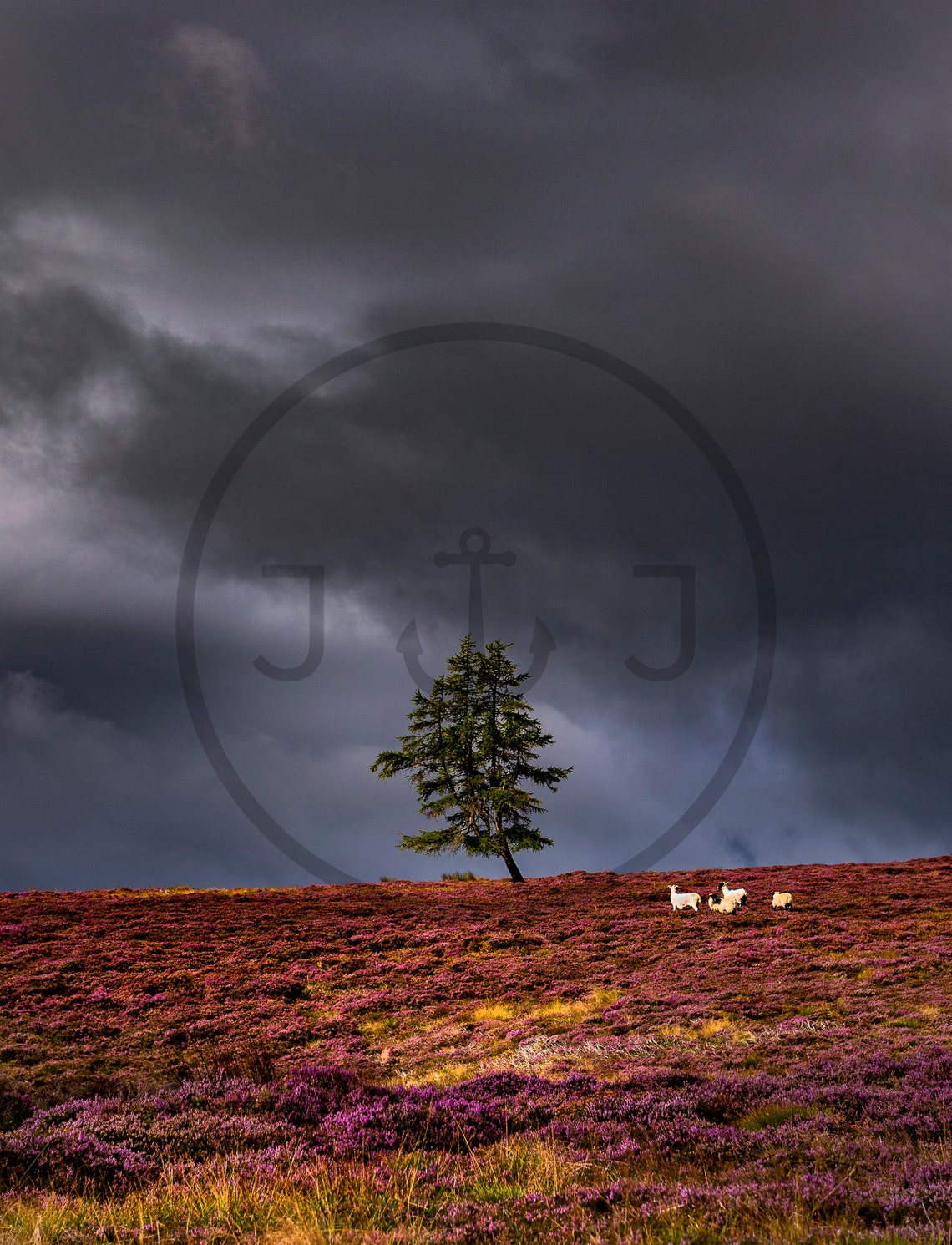 Aberdeenshire Scotland Heather Moor Lone Pine Tree Storm Poster - Image 3