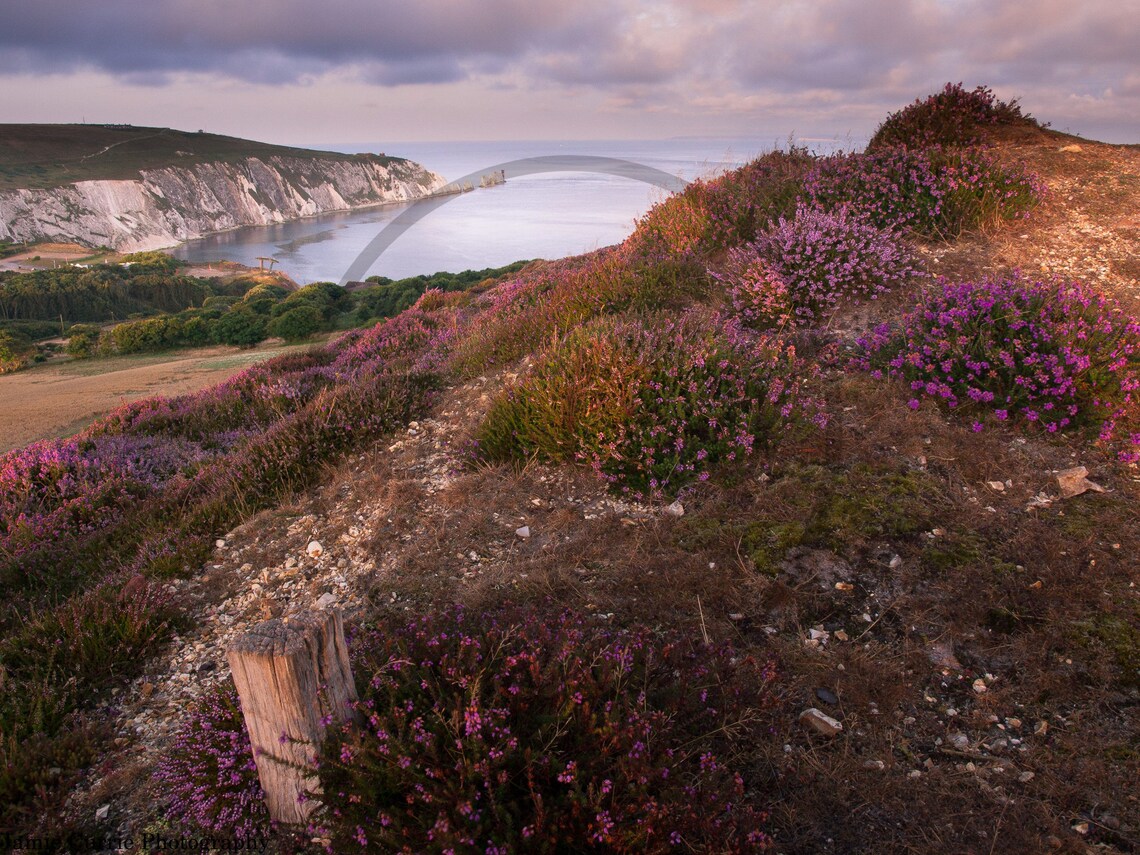 Purple Heather Headon Warren Isle Of Wight Sunset Coast Poster - Image 3
