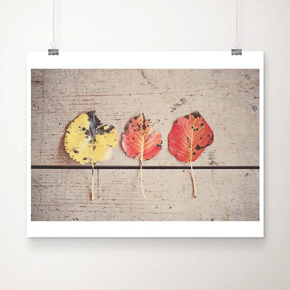 Autumn Leaves On Weathered Wood Trio Fall Nature Photo Poster