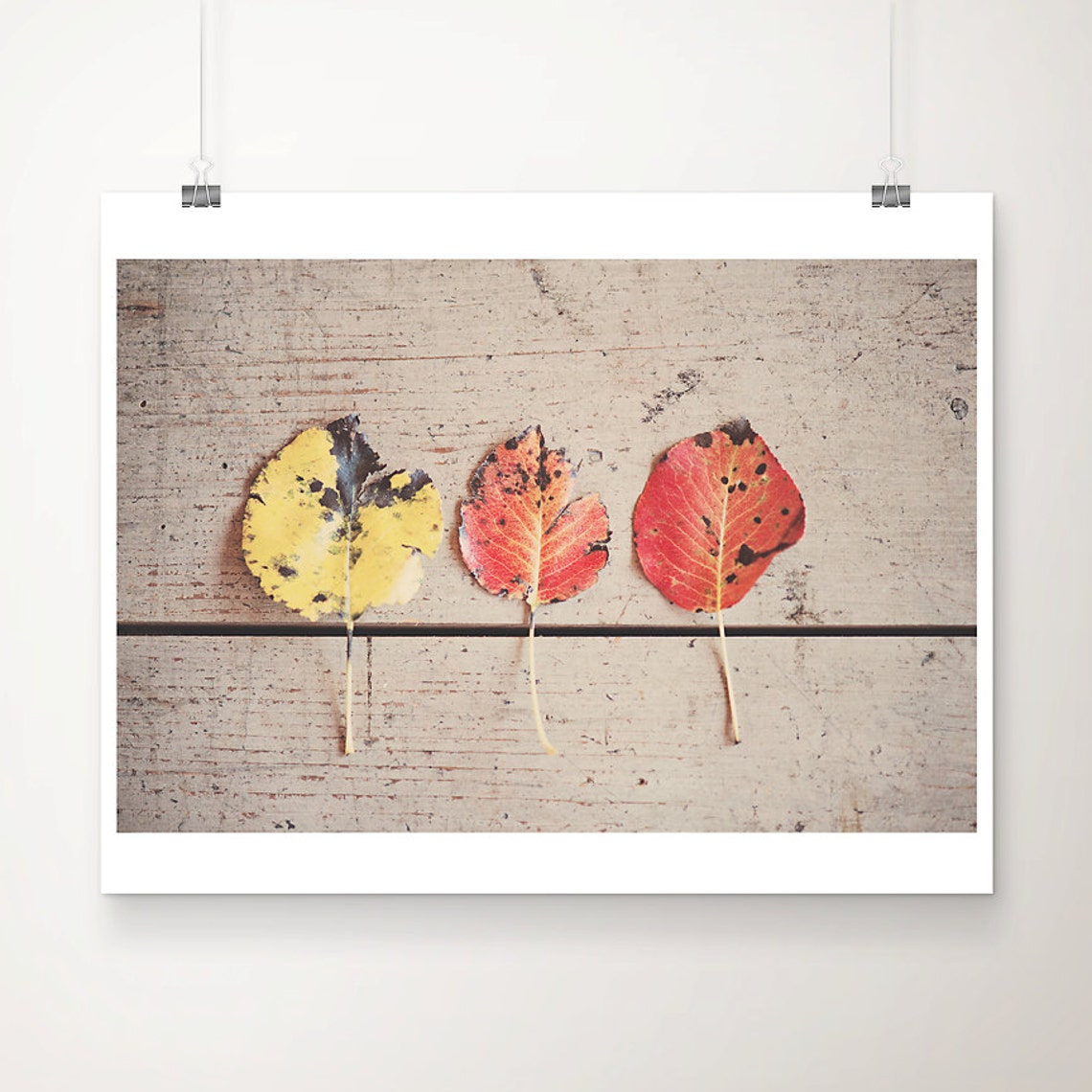 Autumn Leaves On Weathered Wood Trio Fall Nature Photo Poster