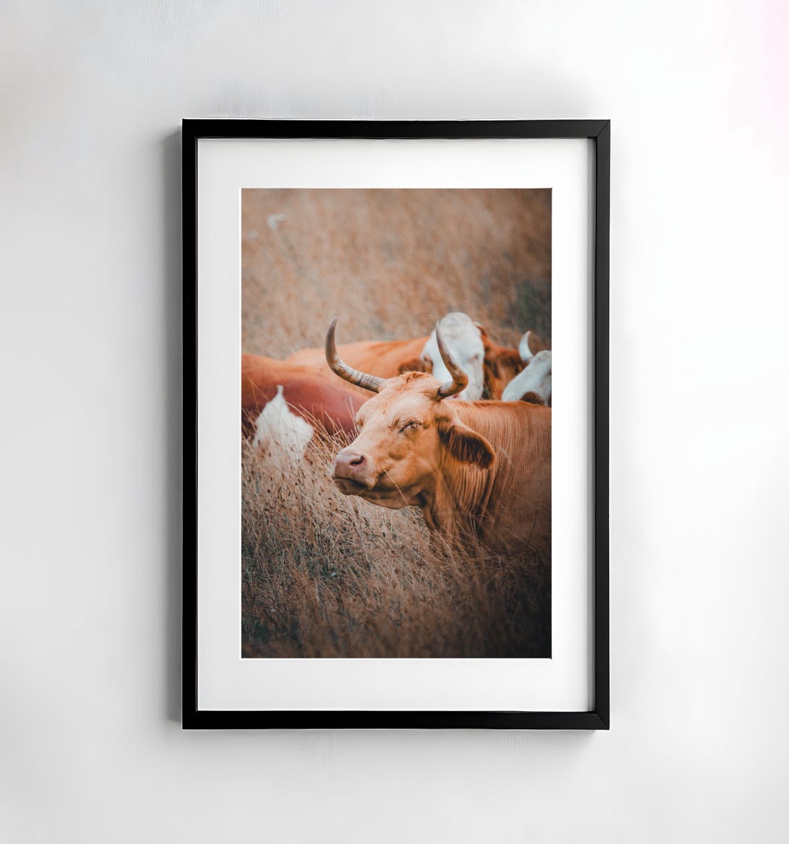 Horned Longhorn Cow Resting in Tall Dry Golden Grass Photo Poster