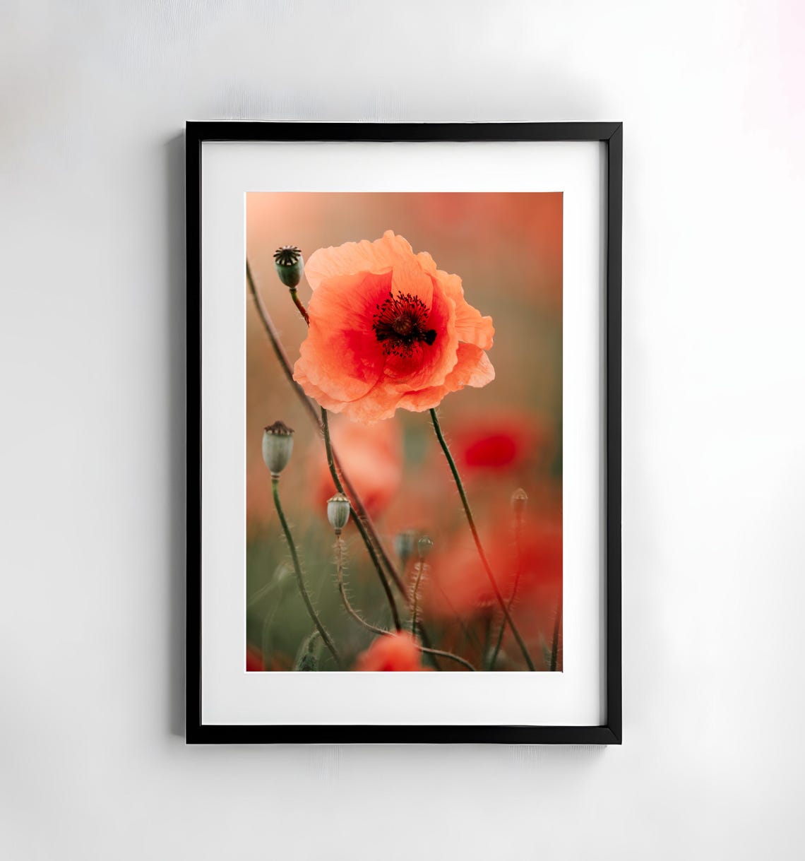 Single Red Poppy Bloom with Seed Pods Macro Wildflower Poster