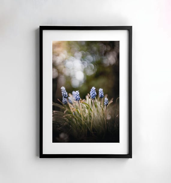 Grape Hyacinth Photography Nature Wall Art Poster Fine Art Print Macro Nature Photography Decor Art Wall Design Flower