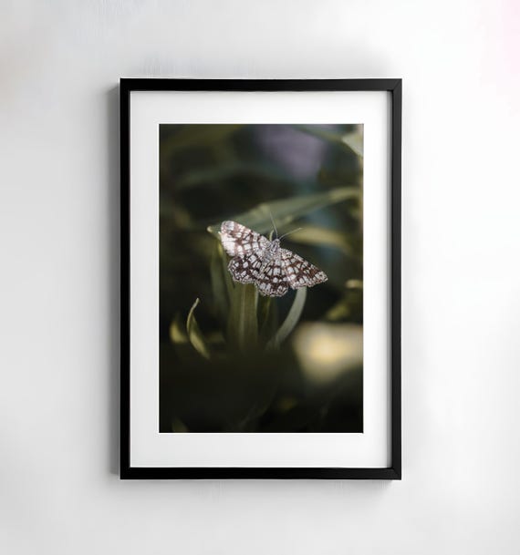 Butterfly Photography Nature Wall Art Poster Instant Print Macro Nature Photography Decor Art Wall Decoration Insects