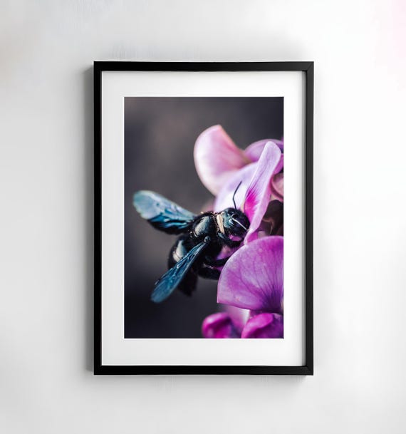Carpenter Bee Photography Nature Wall Art Poster Print Macro Nature Photography Decor Art Wall Design Flower Bee Insect