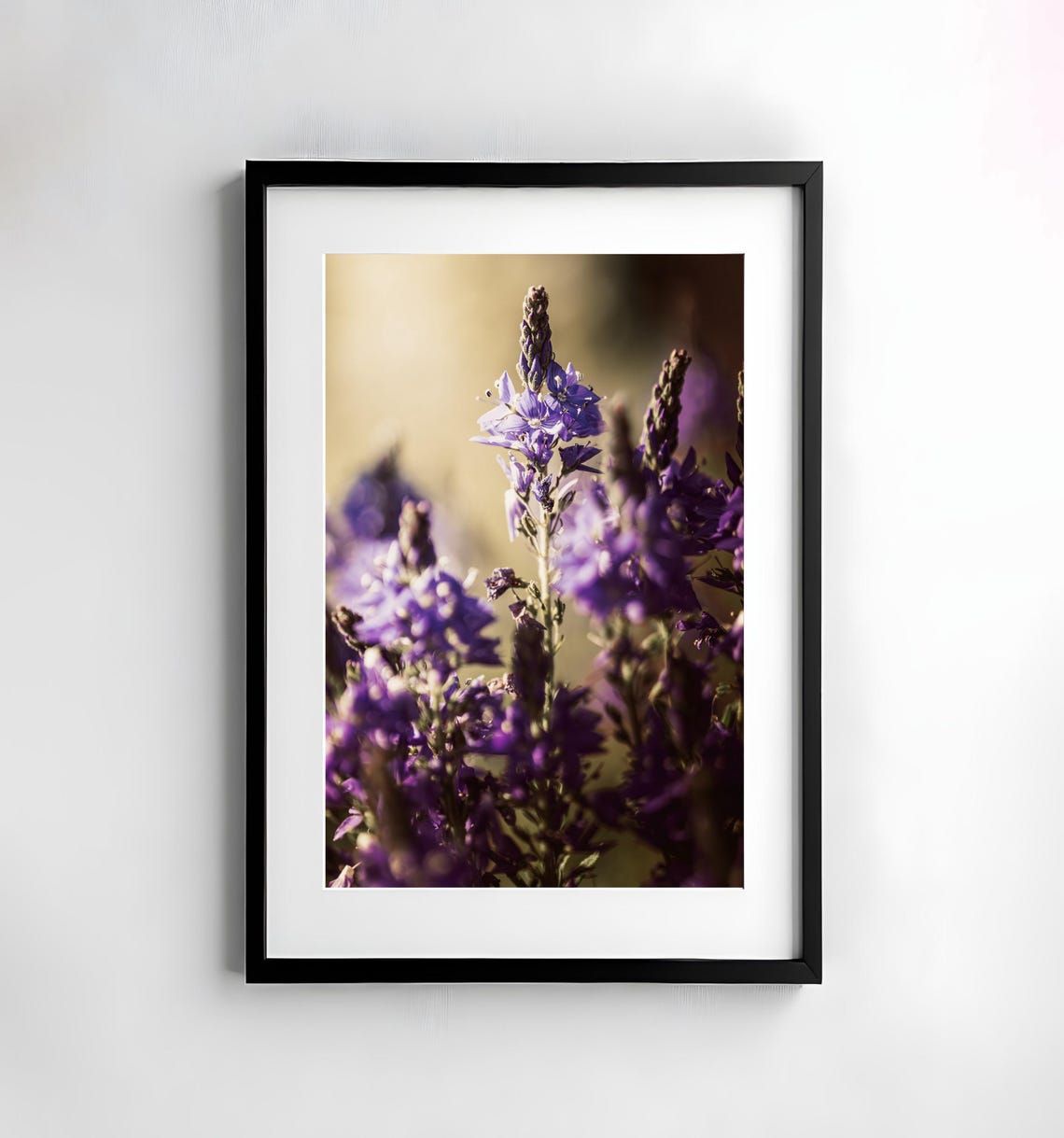 Purple Wildflower Speedwell Sunlit Golden Meadow Bloom Poster
