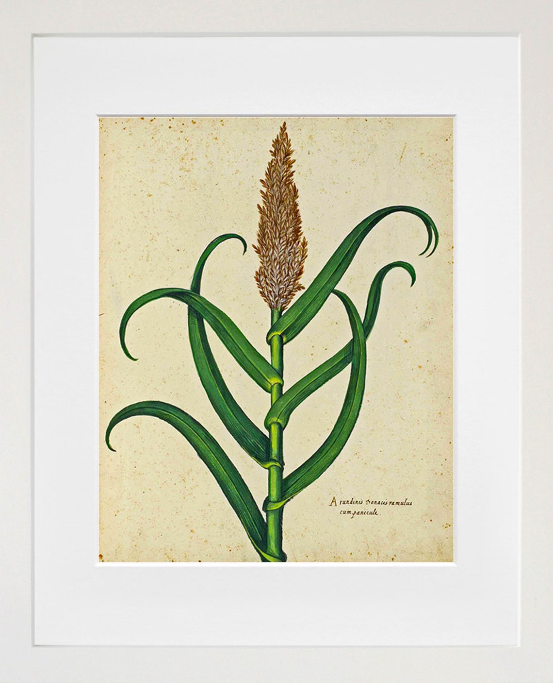 Vintage Botanical Grain Stalk Latin Caption Antique Study Print