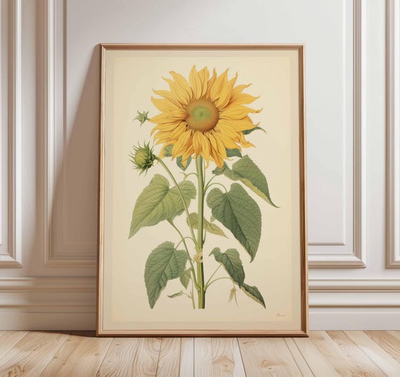 Vintage Sunflower Poster Print Botanical Flower Wall Art Classic Nature Illustration Elegant Floral Artwork For Home And Living Room