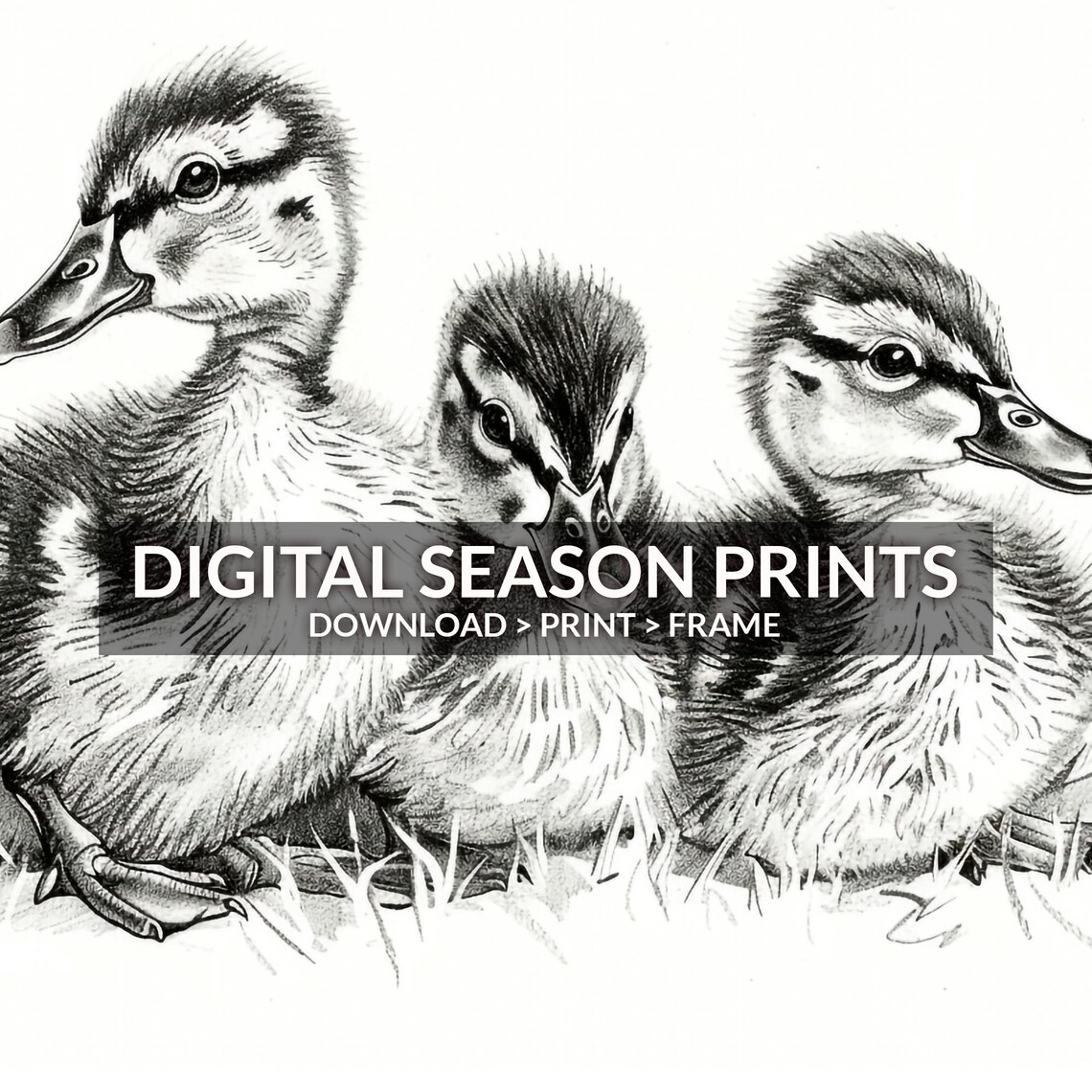 Baby Ducklings Pencil Sketch Nursery Farm Animal Drawing Art Print - Image 6