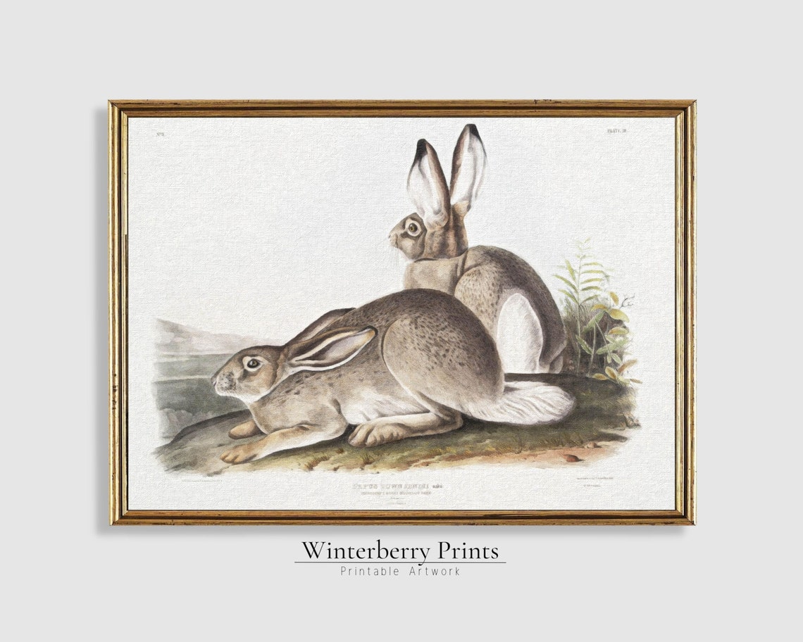Two Hares Antique Naturalist Engraving Rocky Mountain Hare Poster