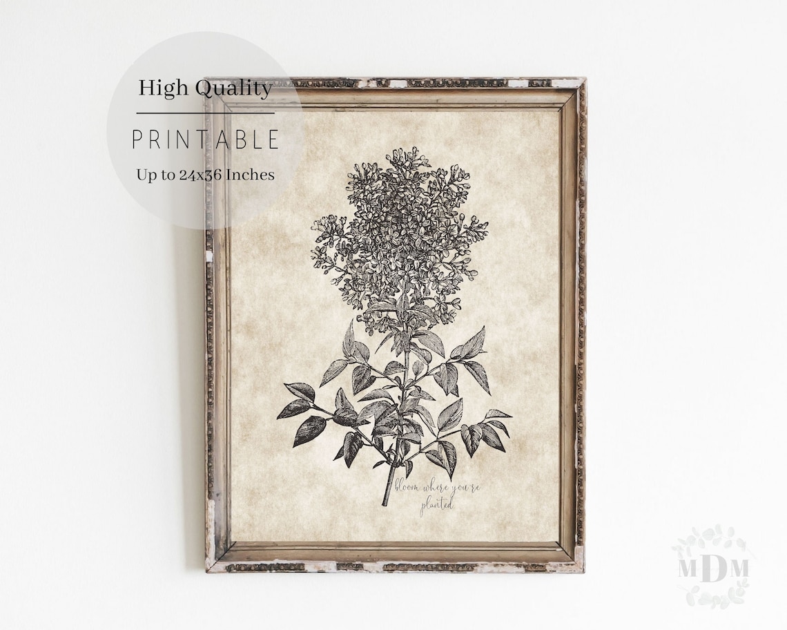 Vintage Lilac Botanical Illustration Bloom Where Youre Planted Wall Art