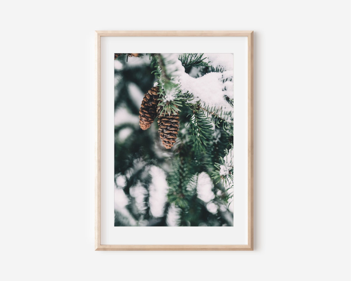 Snow Dusted Pinecones On Evergreen Branches Winter Photo Poster