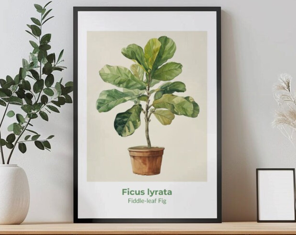 Ficus Lyrata Fiddle Leaf Fig Potted Tree Watercolor Botanical Poster