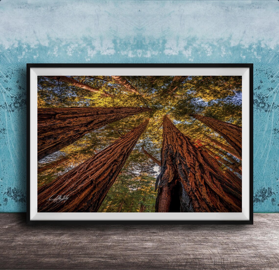 Ancient Redwood Trunks Canopy View Muir Woods Nature Photo Poster