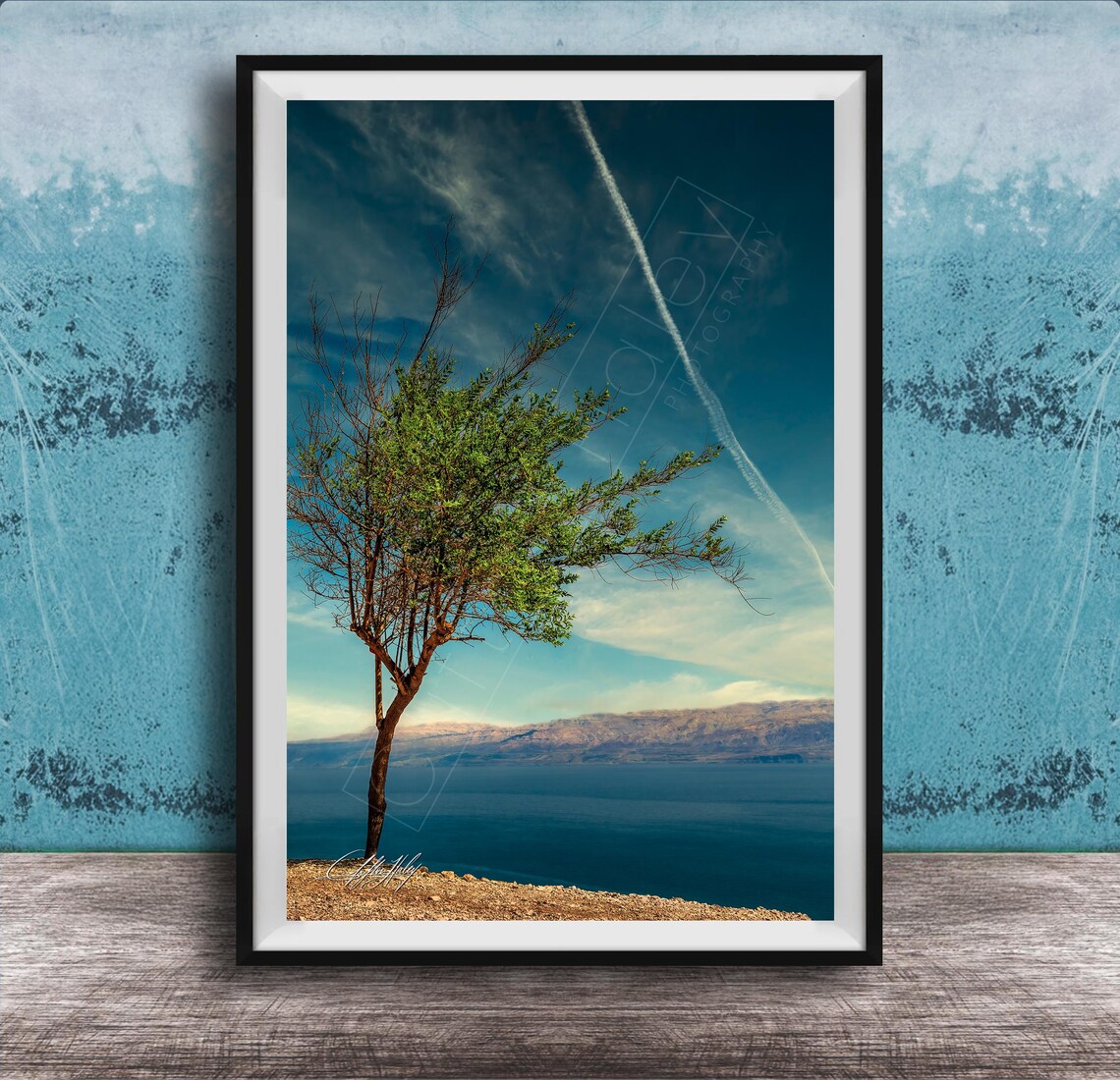 Ein Gedi Landscape Art Print, Dead Sea Acacia Tree