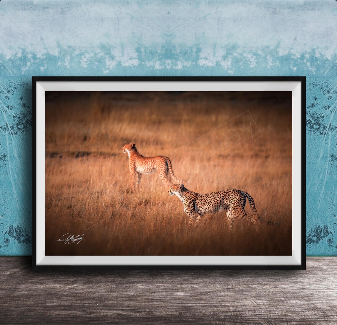 Two Cheetahs Walking Through Golden Grass Sunset Safari Photo Poster