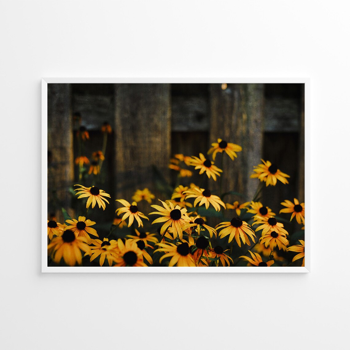 Black-Eyed Susan Nature Photo, Rustic Flower Art Print