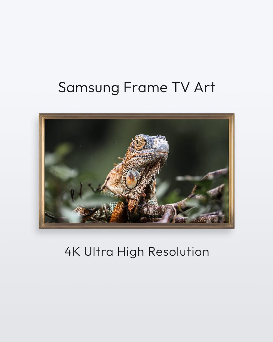 Iguana Close Up Costa Rica Wildlife Photography Nature Poster
