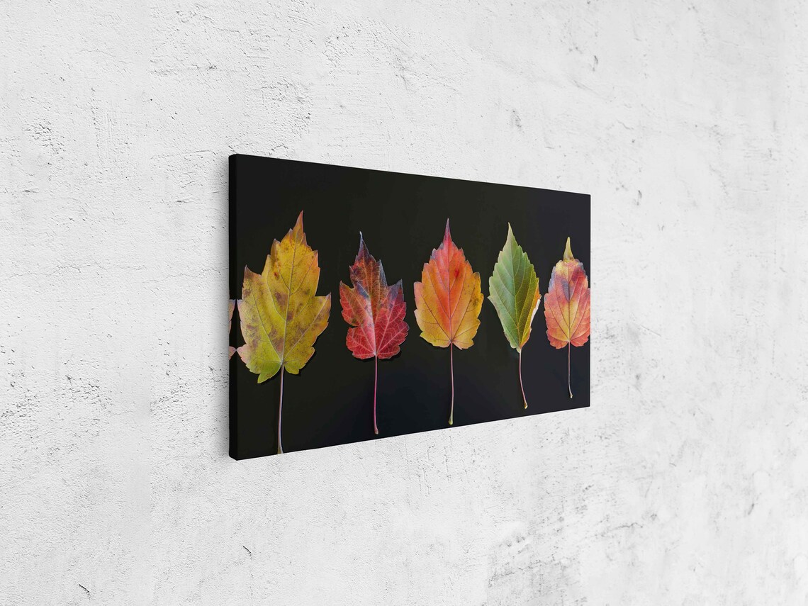 Five Autumn Leaves In A Row On Black Background Nature Photo Poster - Image 4