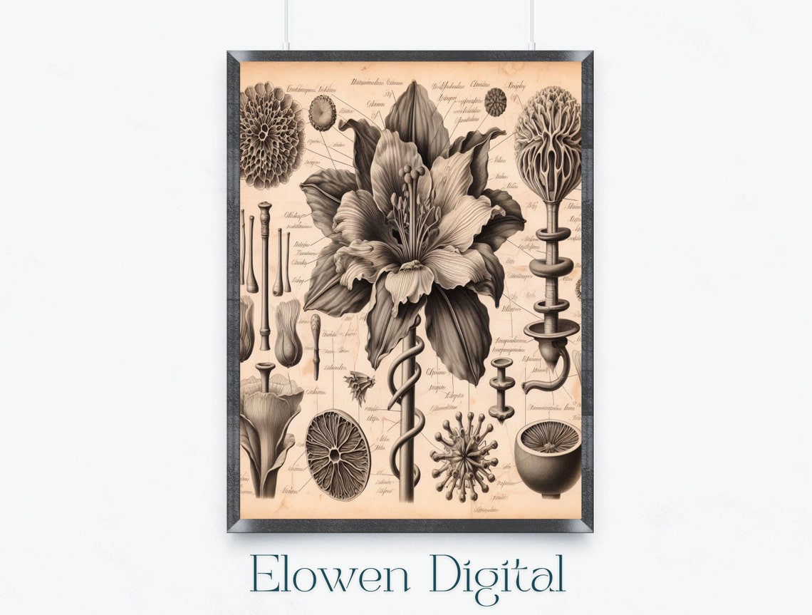 Vintage Botanical Anatomy Lily Sketch Antique Floral Wall Art