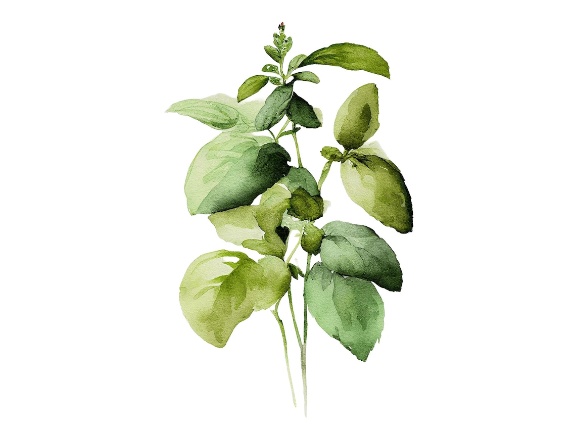 Basil Painting Watercolor Art Print, Botanical Kitchen