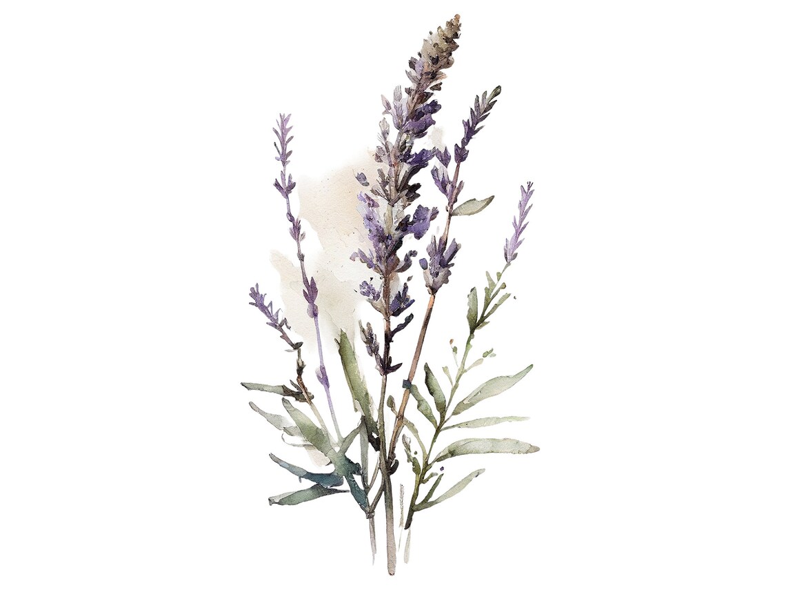 Lavender Watercolor Tuscany Wildflowers Art Print