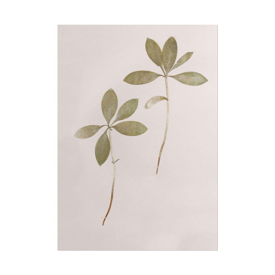 Pressed Leaf Sprigs on Blush Paper Minimalist Botanical Poster - Image 3