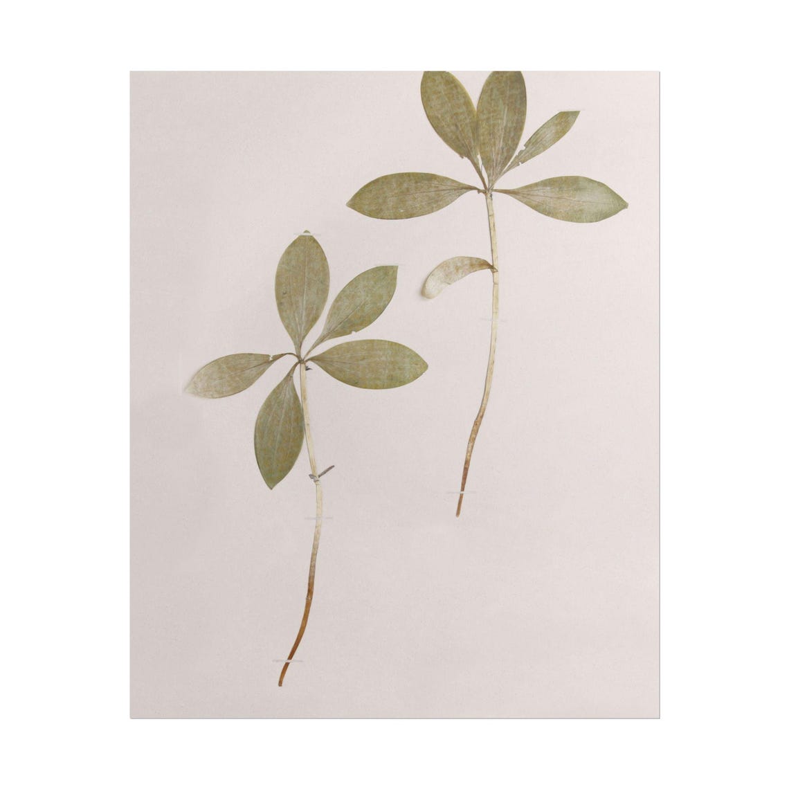 Pressed Leaf Sprigs on Blush Paper Minimalist Botanical Poster - Image 5