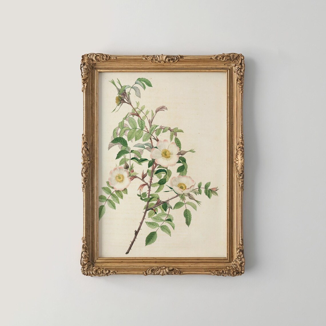 Blush Wild Rose Branch Botanical Study Vintage Floral Poster