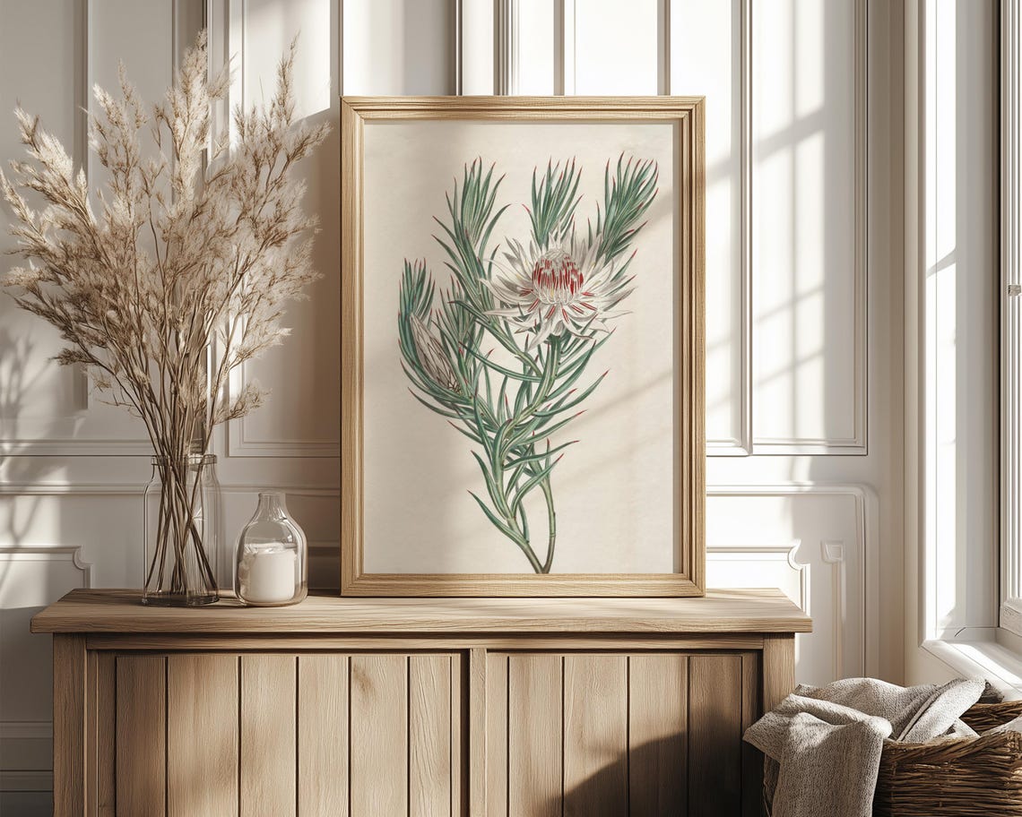 White And Red Protea Vintage Botanical Illustration Wall Print - Image 4