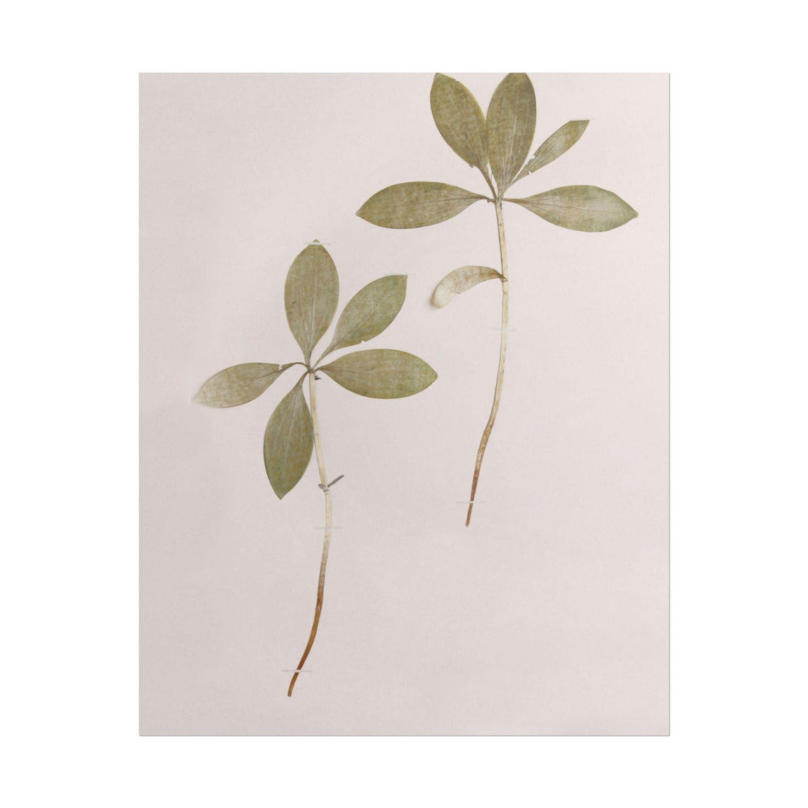 Pressed Leaf Sprigs on Blush Paper Minimalist Botanical Poster - Image 2