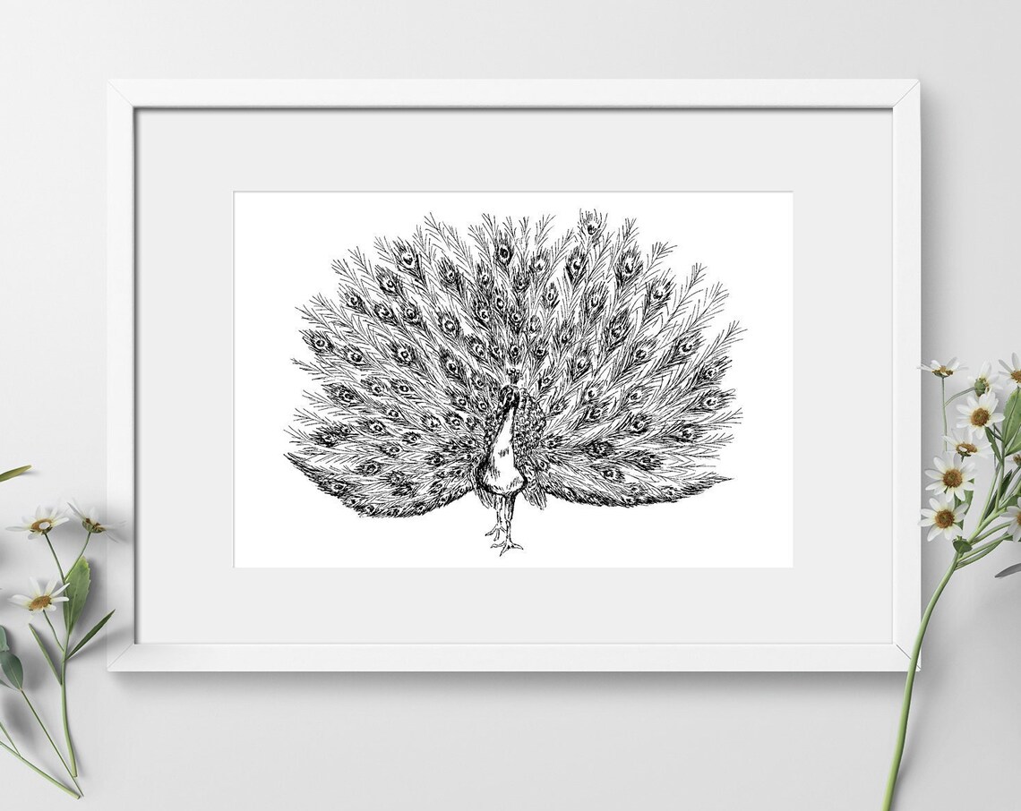 Black and White Peacock Full Display Ink Drawing Nature Art Poster - Image 2