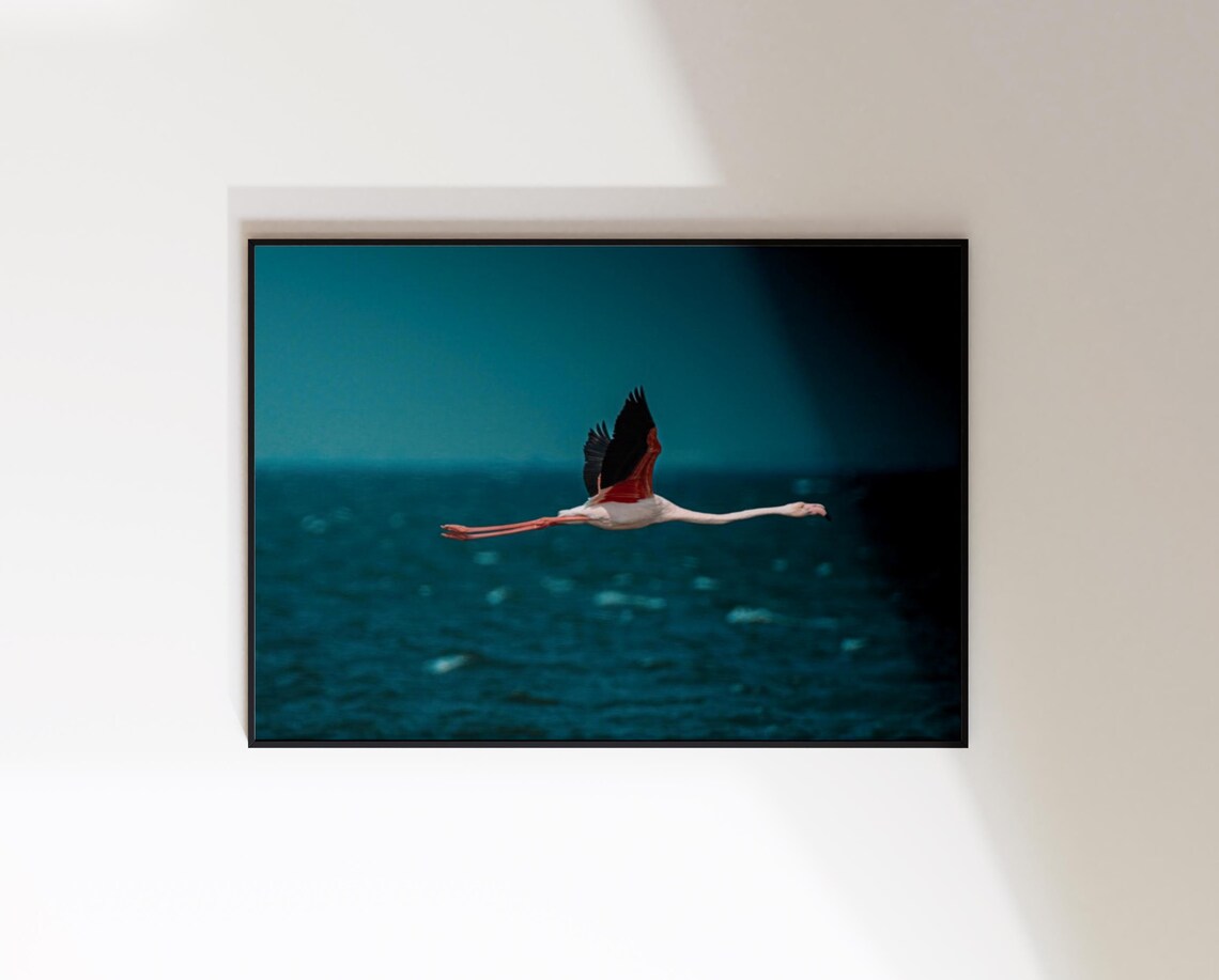 Walvis Bay Namibia Flying Flamingo Wildlife Photography Print