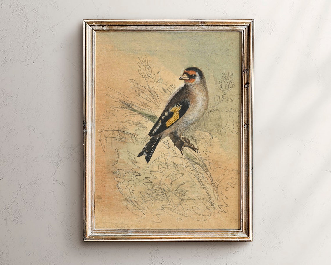 Vintage European Goldfinch Bird Illustration Poster Rustic Style