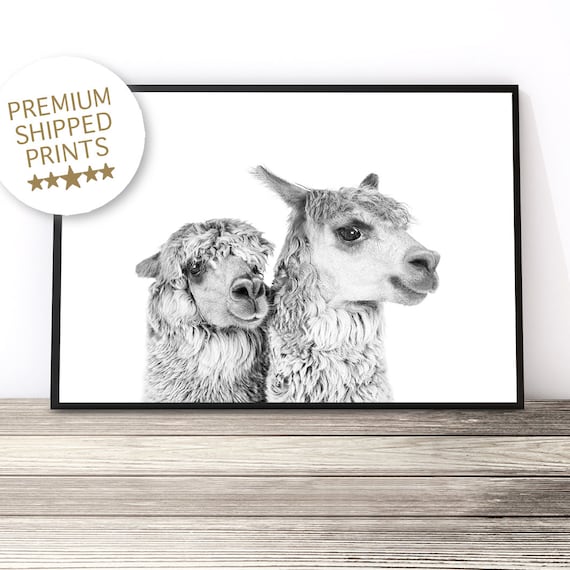 Black And White Alpaca Pair Portrait Farm Animal Photography Art Print