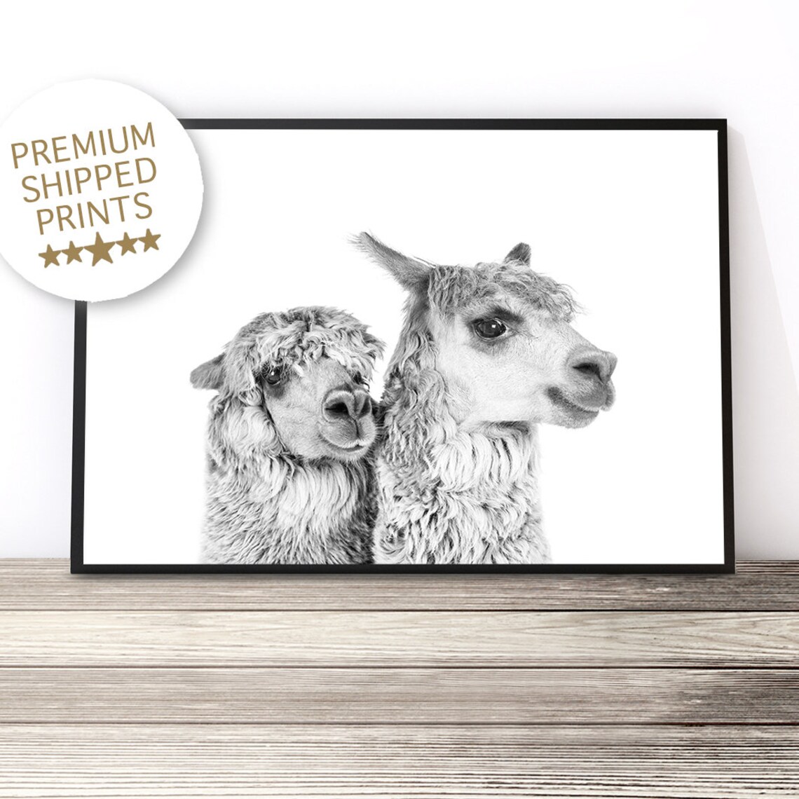 Black And White Alpaca Pair Portrait Farm Animal Photography Art Print