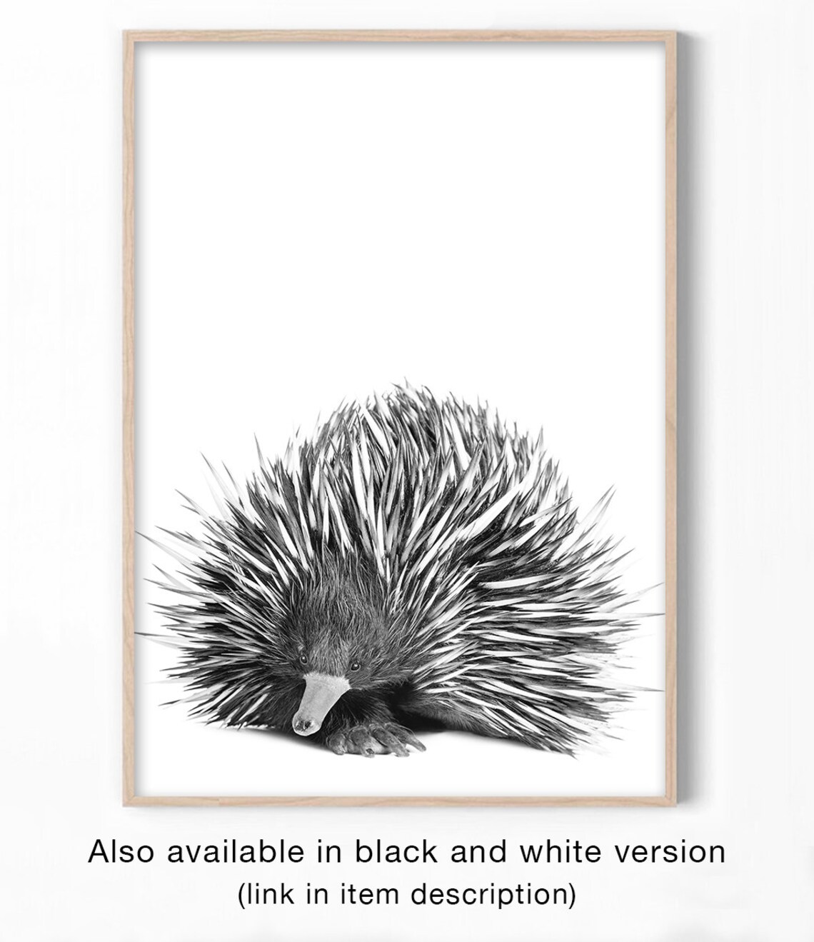 Echidna Australian Native Animal Wall Art Print - Image 2