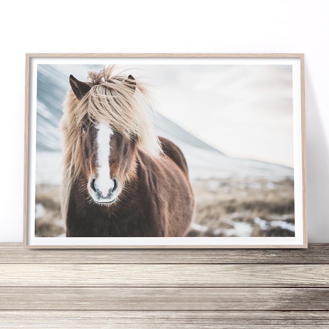Wild Icelandic Horse Portrait Snowy Mountain Meadow Photography Poster