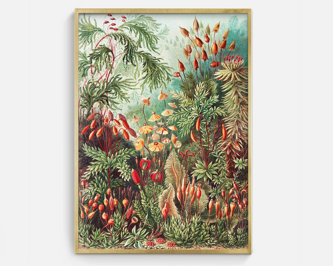 Red Moss Sporophyte Fern Garden Antique Natural History Art Print