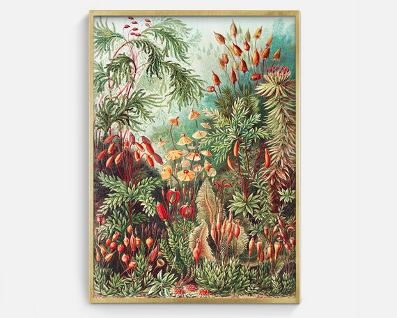 Red Moss Sporophyte Fern Garden Antique Natural History Art Print