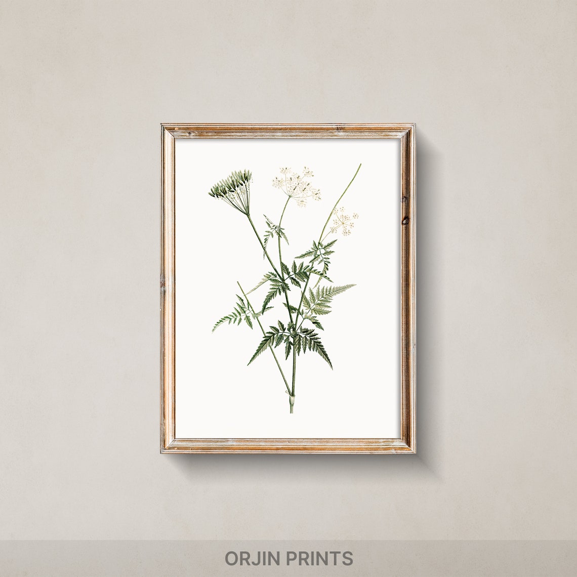 White Wildflower Botanical Minimalist Vintage Style Art Print