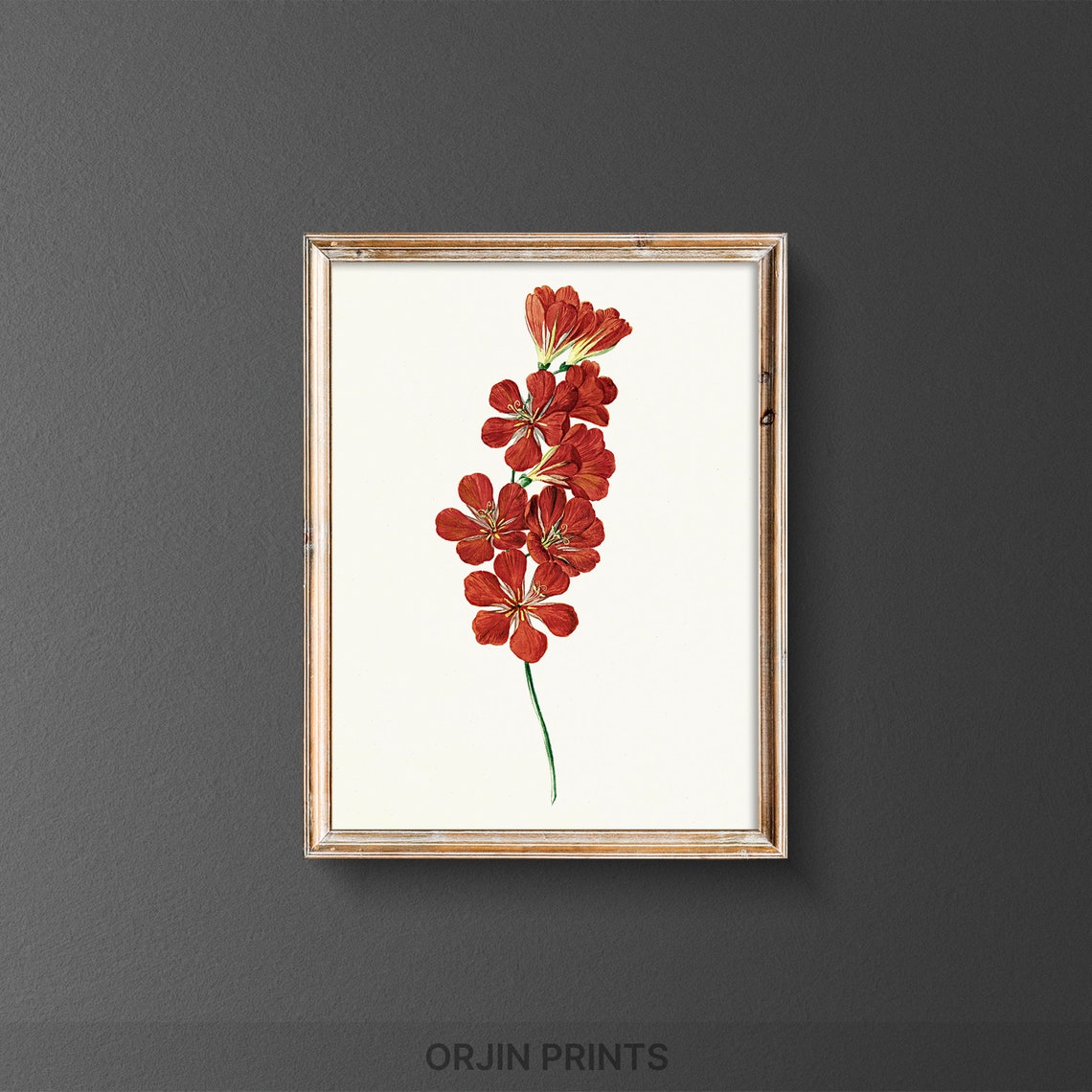 Red Gladiolus Bloom Botanical Illustration Vintage Floral Poster