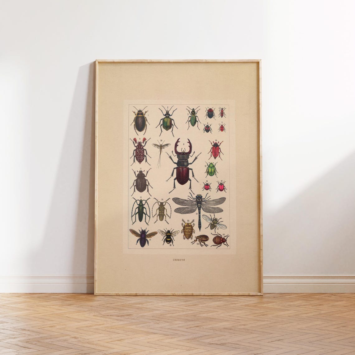 Antique Insects Chart Vintage Natural History Beetle Bugs Poster