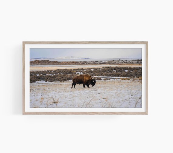 American Bison Crossing Snowy Prairie Winter Wildlife Nature Poster