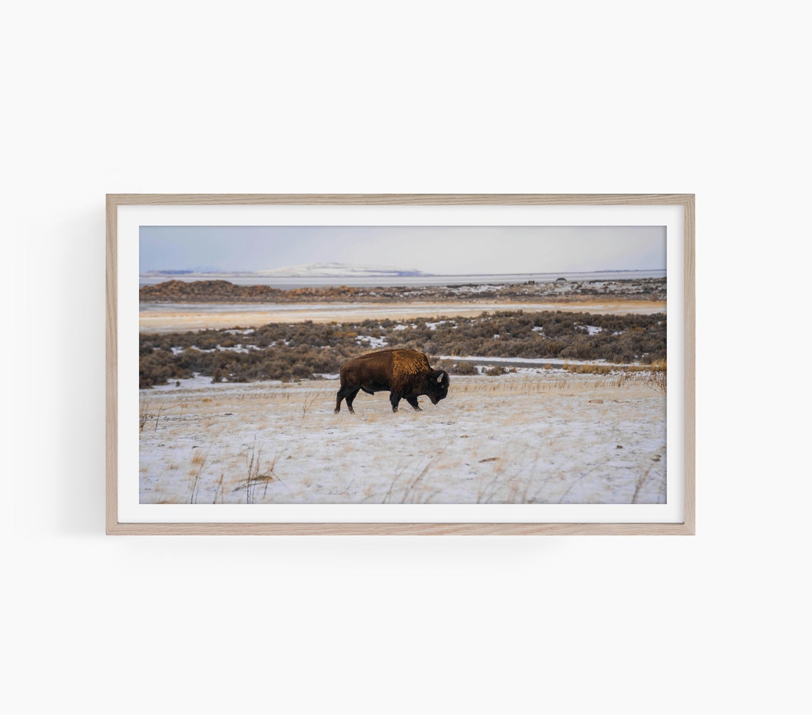 American Bison Crossing Snowy Prairie Winter Wildlife Nature Poster